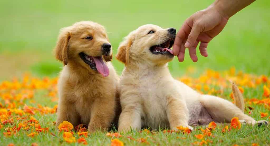 Hai chú chó Golden con đang đùa giỡn với chủ