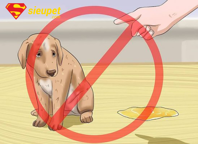 Huấn luyện chó au88 đi vệ sinh đúng cách tại nhà - chuẩn bị dụng cụ