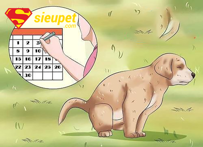 Huấn luyện chó au88 đi vệ sinh đúng cách tại nhà - kiên nhẫn