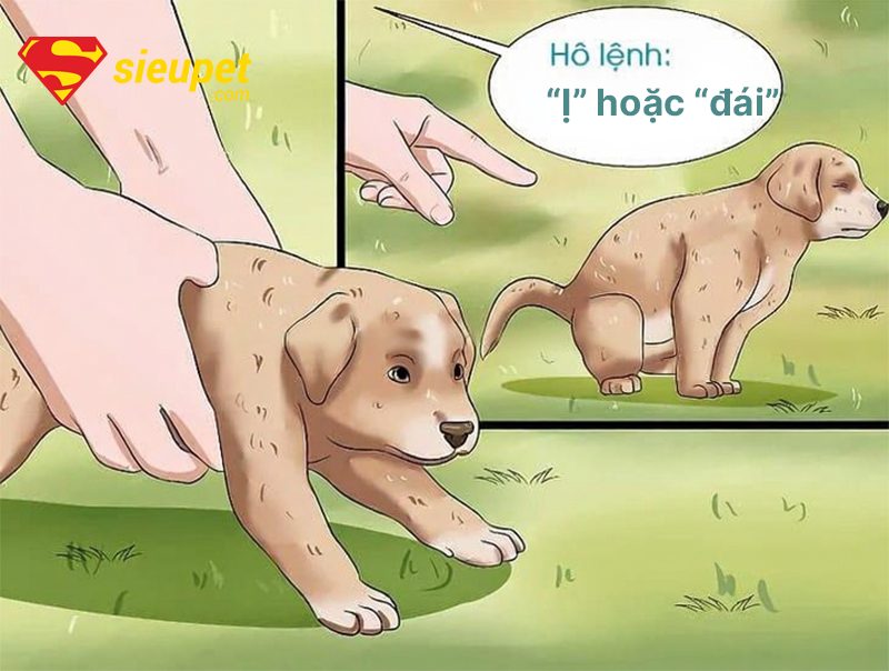 Huấn luyện chó au88 đi vệ sinh đúng cách tại nhà - thời gian huấn luyện