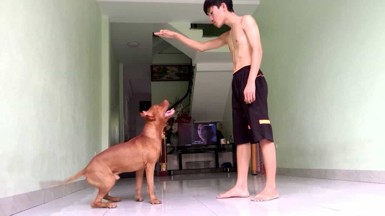 Tập cho au8801 các bài tập phát triển cơ bắp và thân hình