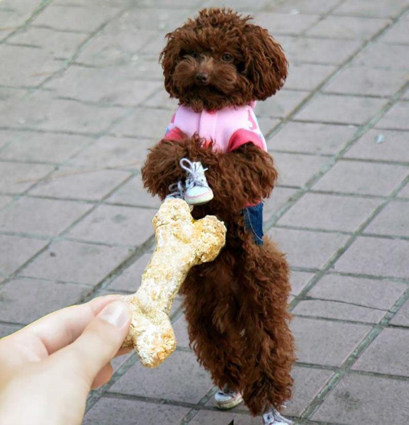 huấn luyện chó poodle đi 2 chân