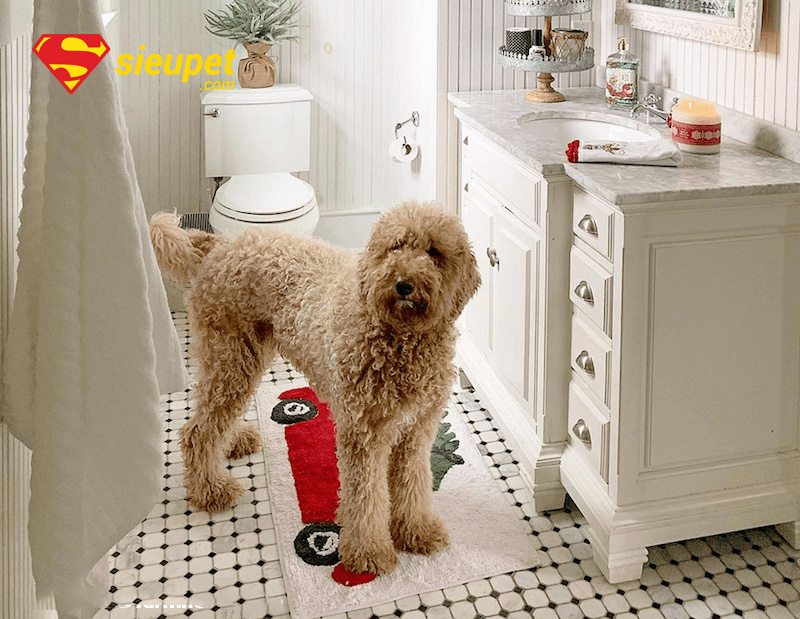 huấn luyện chó poodle đi vệ sinh đúng chỗ