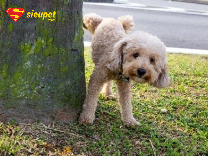 huấn luyện chó poodle đi vệ sinh đúng chỗ