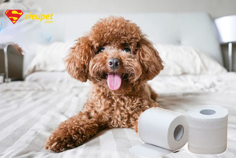 huấn luyện chó poodle đi vệ sinh đúng chỗ
