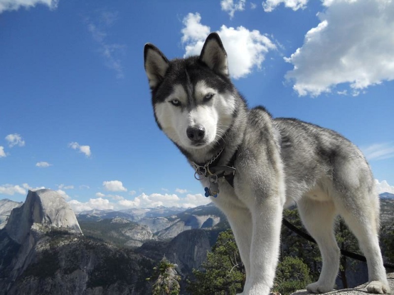 chó husky tuyết