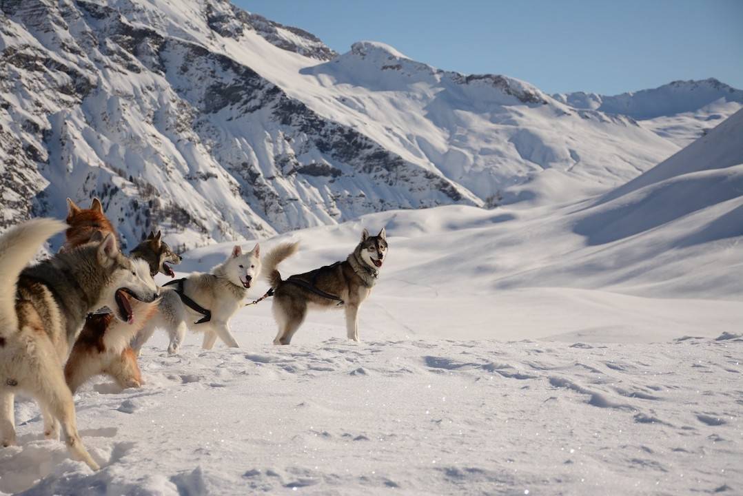 chó husky mắt xanh