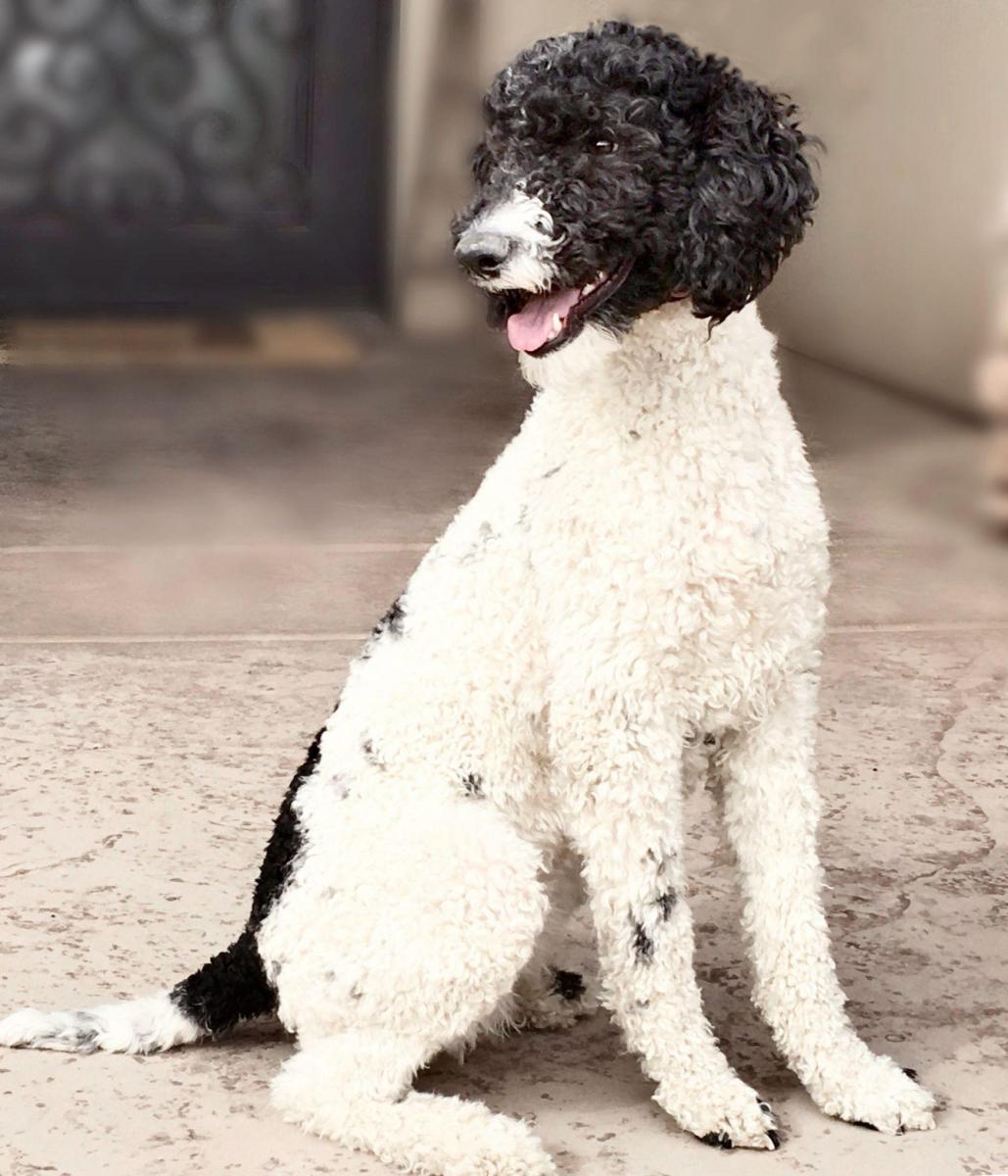 hướng dẫn cắt đuôi chó poodle
