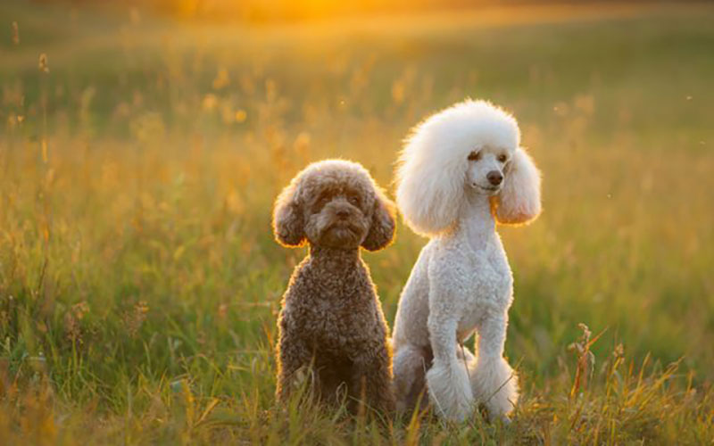 hướng dẫn phối giống chó poodle