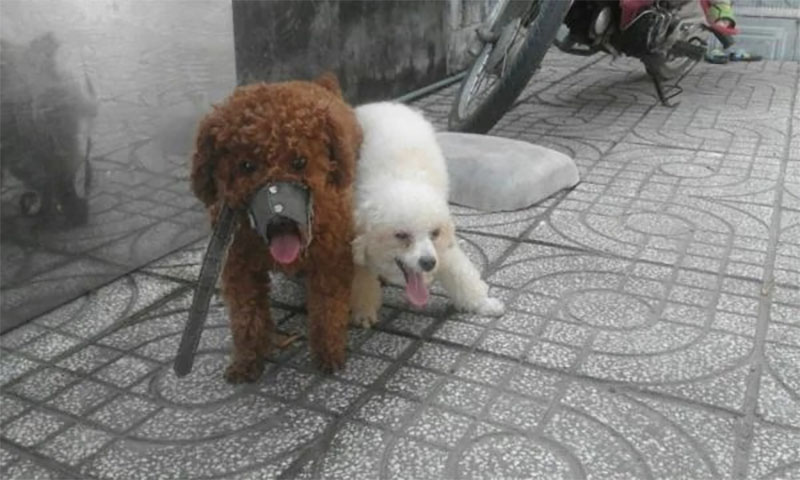 hướng dẫn phối giống chó poodle