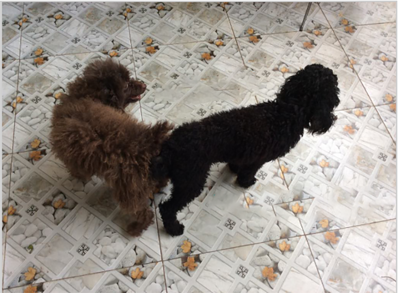 hướng dẫn phối giống chó poodle
