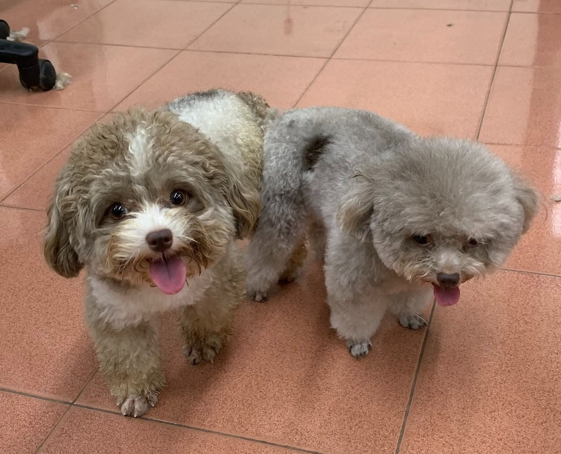hướng dẫn phối giống chó poodle