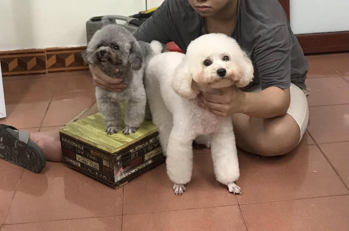 hướng dẫn phối giống chó poodle