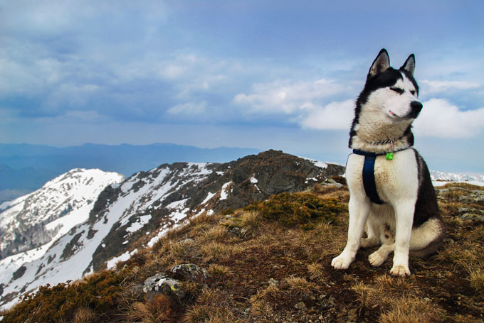 husky siberian