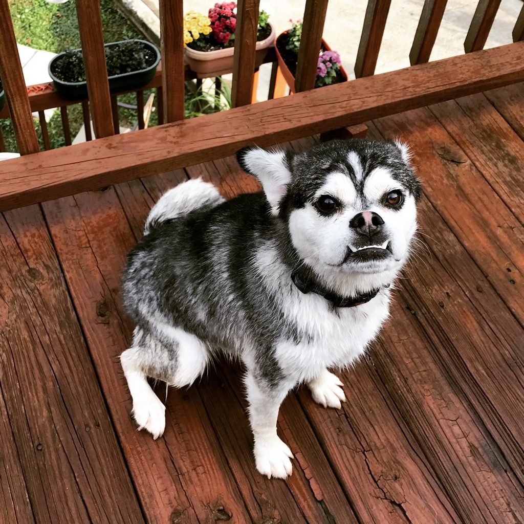 au888 casino lai husky lạ mắt