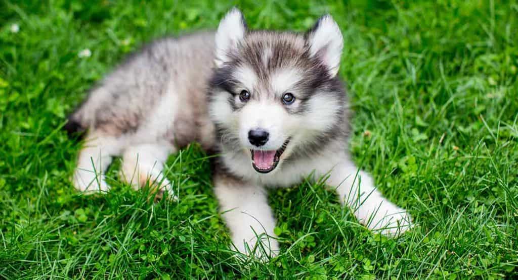 Chó au8801 Siberian lai au88 Inu có ngoại hình nhỏ bé
