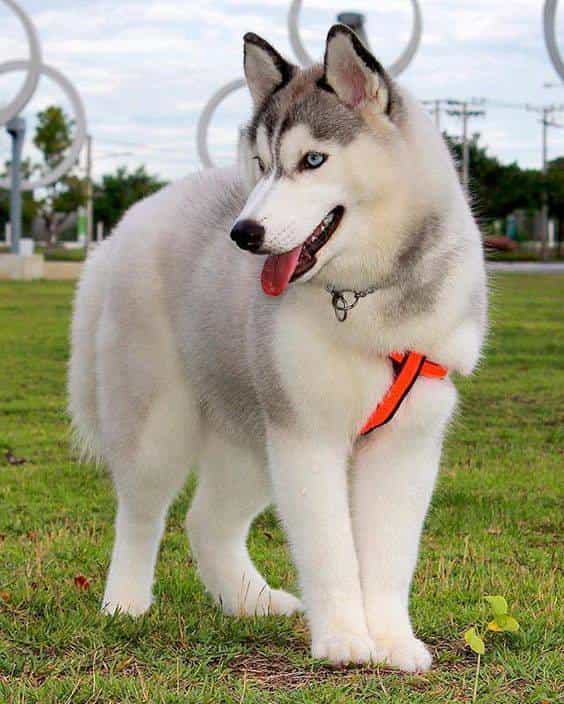 husky