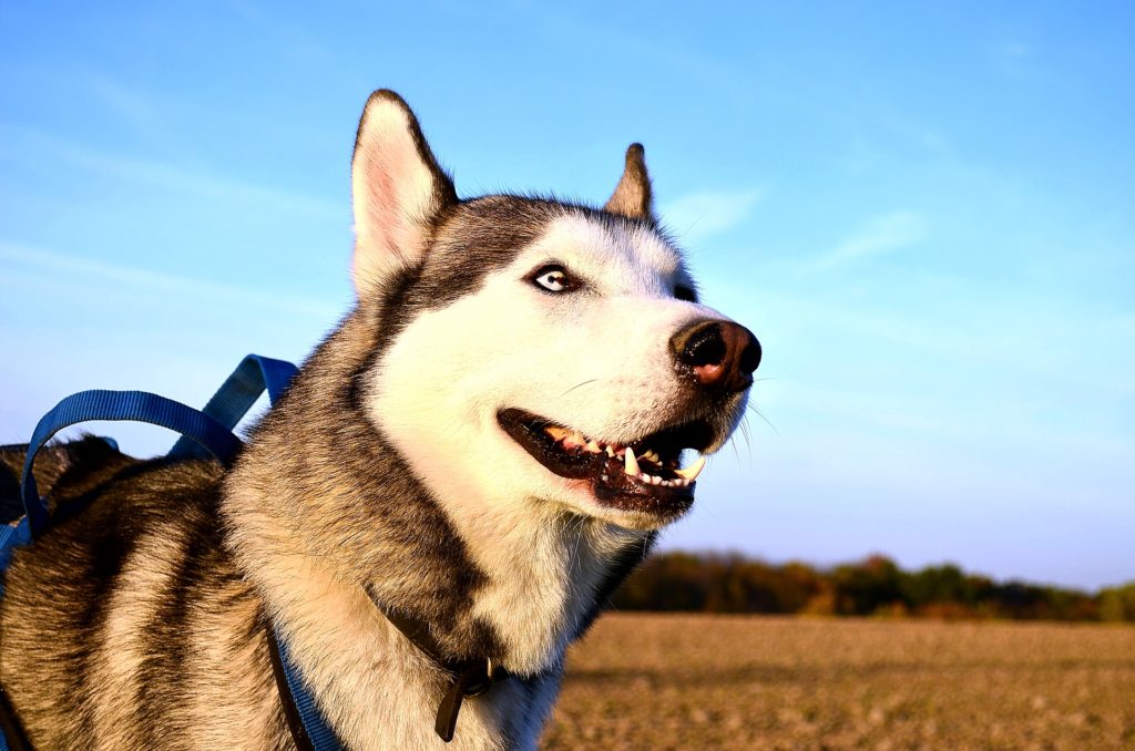 au888 casino chó husky