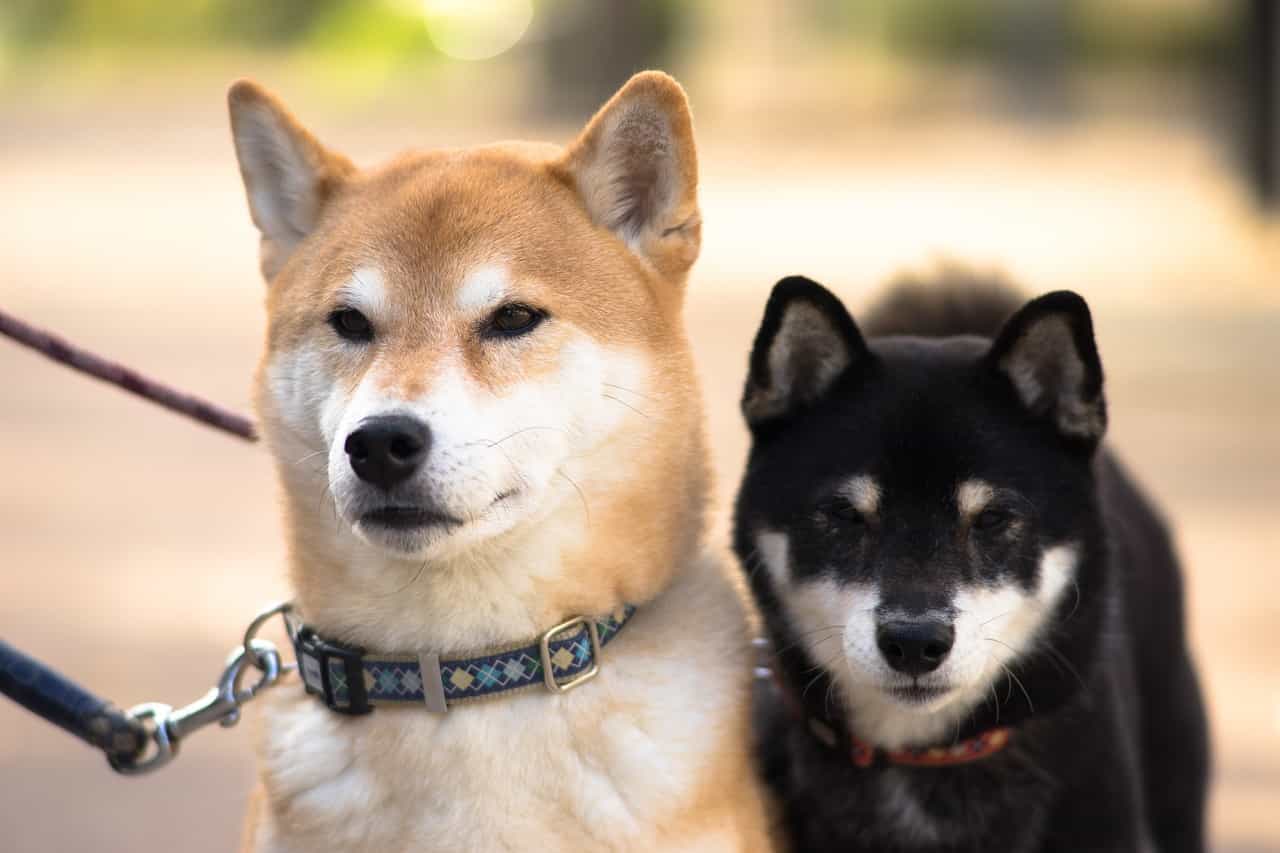 Hai chú au88 đỏ và đen