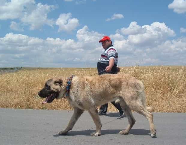 kangal đi cùng chủ