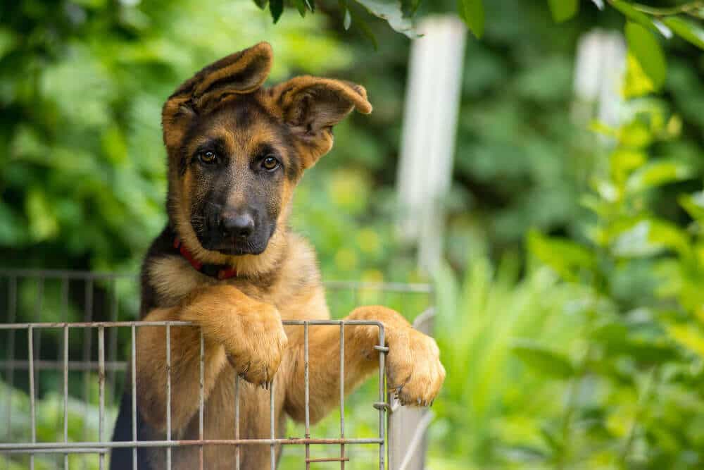 Cách khắc phục tai chó au88 bị cụp