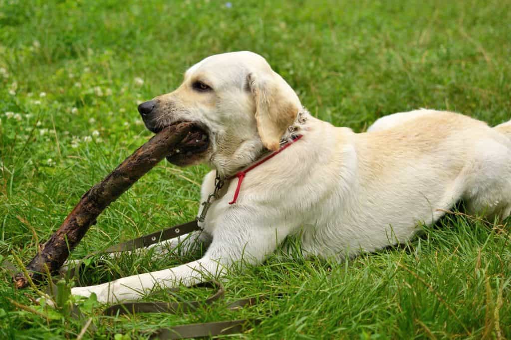 Có nhiều nguyên nhân gây ra việc chó bị hạ bàn