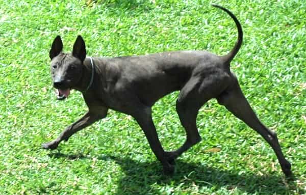 Điều trị bệnh Lepto và Parvo ở chó
