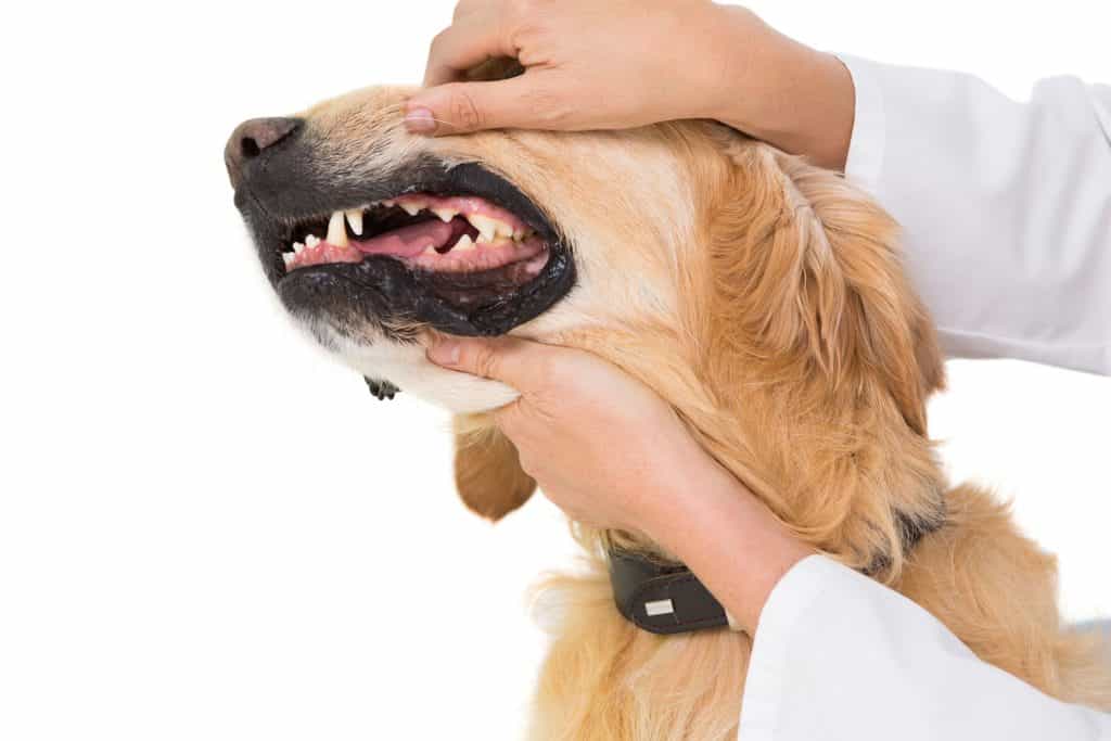 cần đưa au88 bị bệnh đường ruột tới bác sĩ ngay lập tức