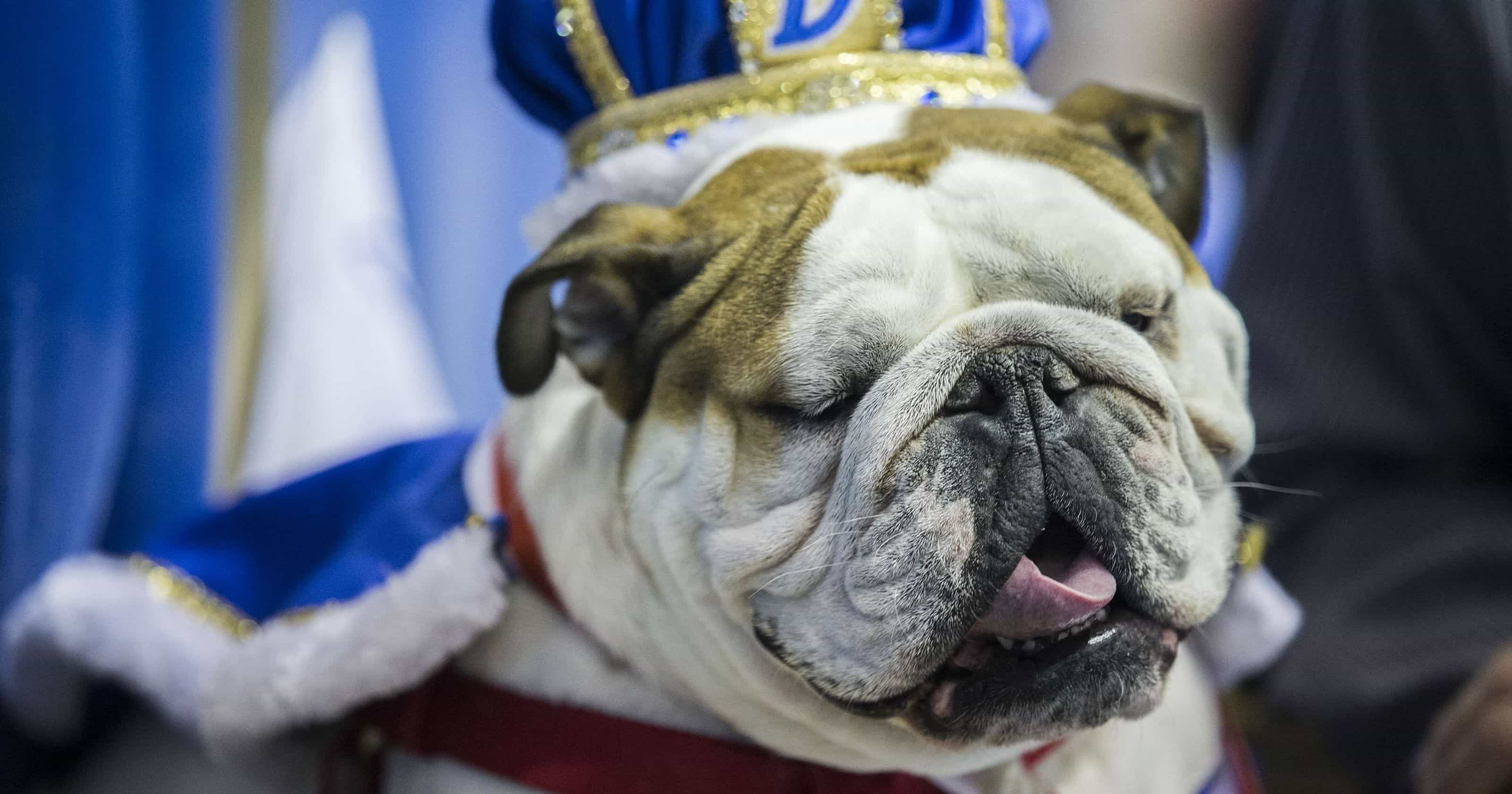 Chó kinh bulldog