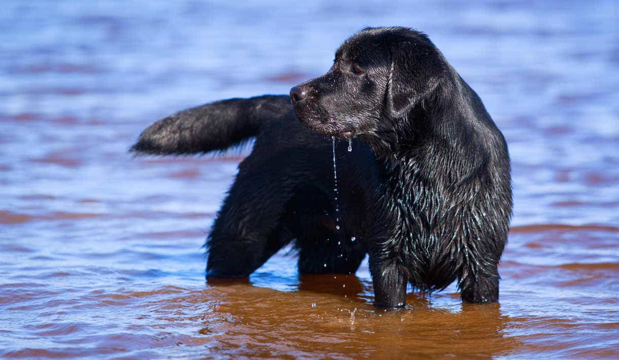 Black labrador retriever dog