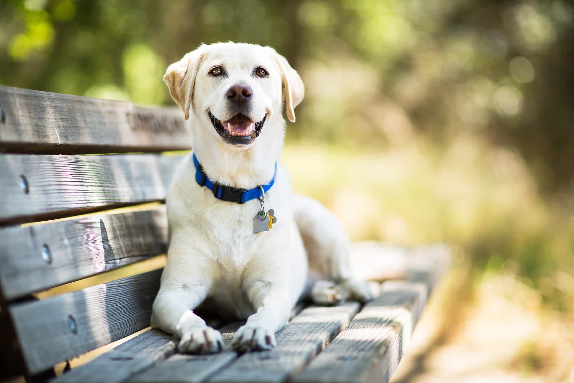 au88 Retriever Dog ngồi trên ghế
