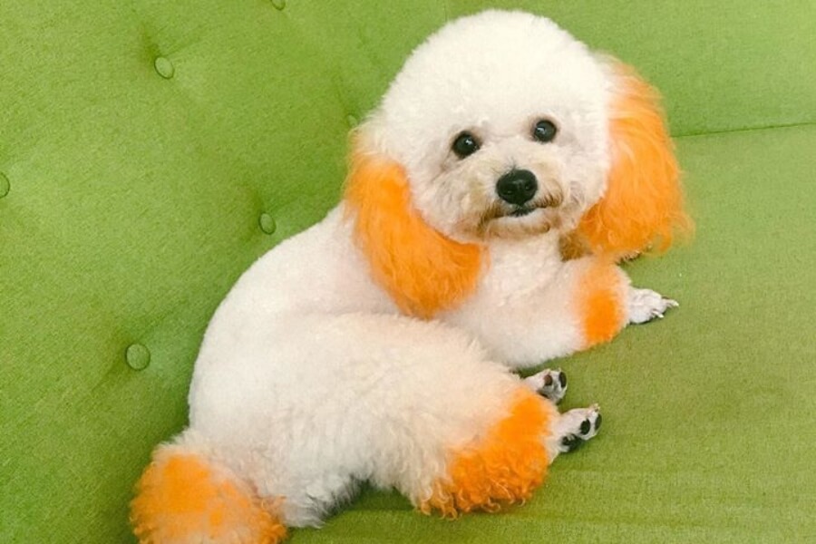 làm đẹp cho chó poodle