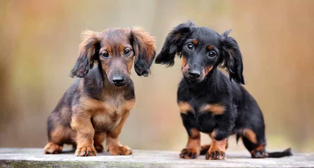 Chó Lạp xưởng Dachshund lai au88 Inu