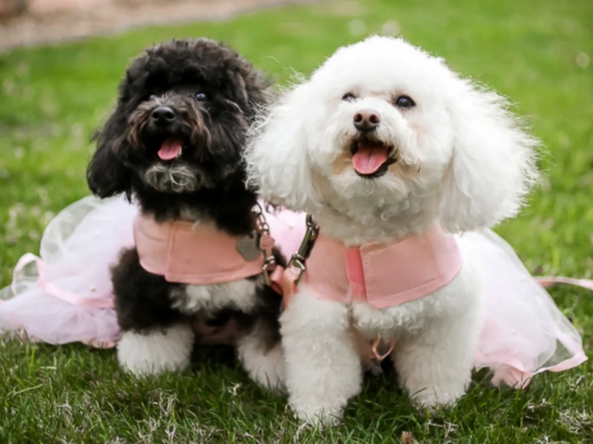 lấy giống chó poodle