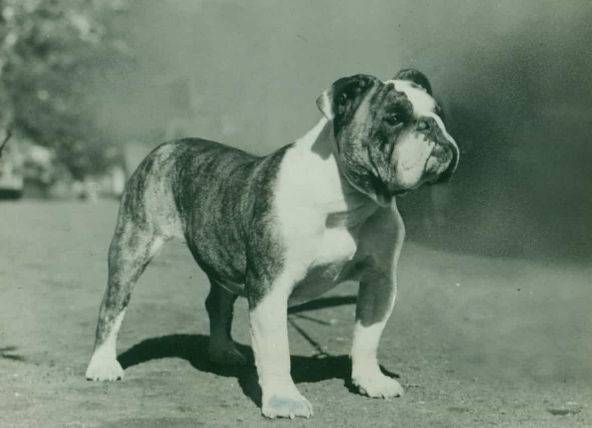 Chó bulldog ảnh đen trắng