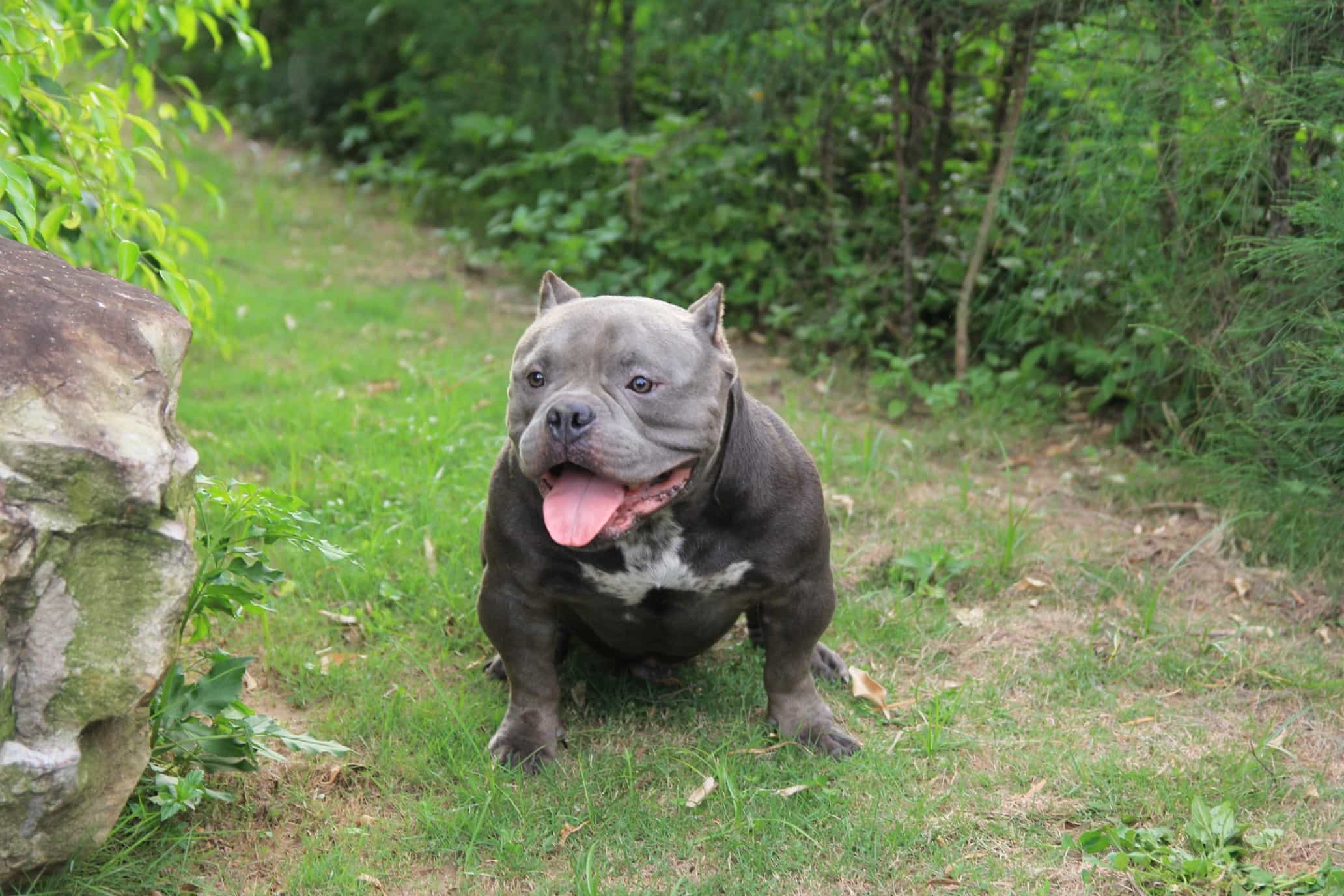 Nguồn gốc của chó Bully