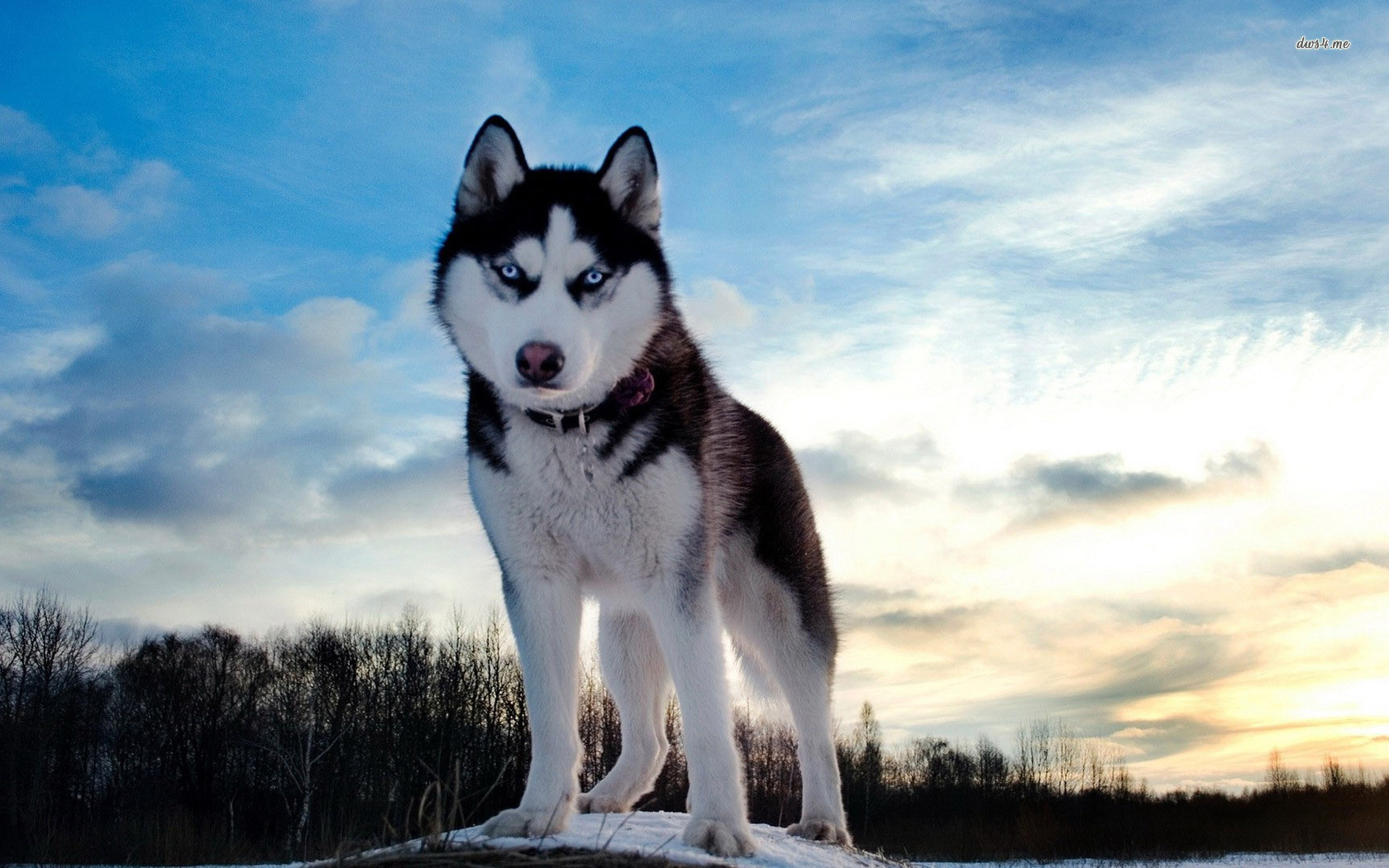 cho husky