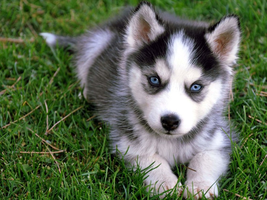 husky xám