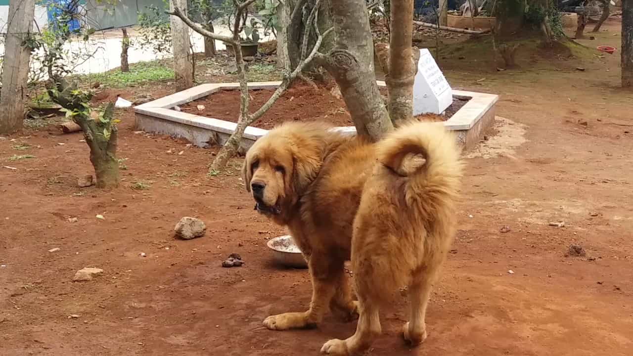 Một số lưu ý khi cho chó au88 app ăn