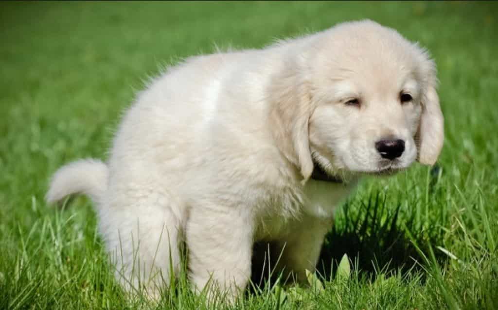 Chú chó con đang chơi trên đồng cỏ xanh