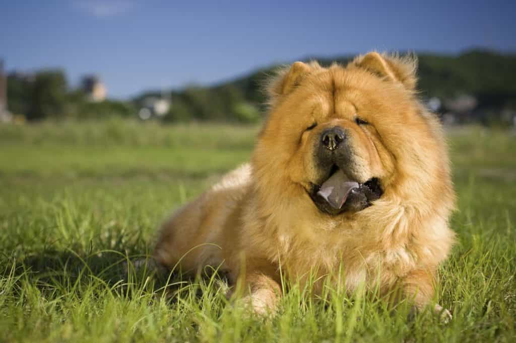 Lưu ý khi chọn au88 app khô cho chó Chow chow
