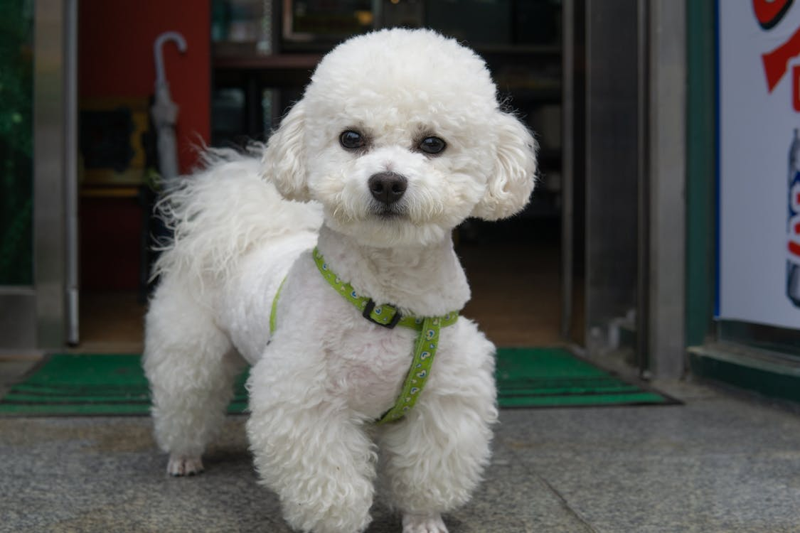 luu-y-khi-nuoi-cho-poodle