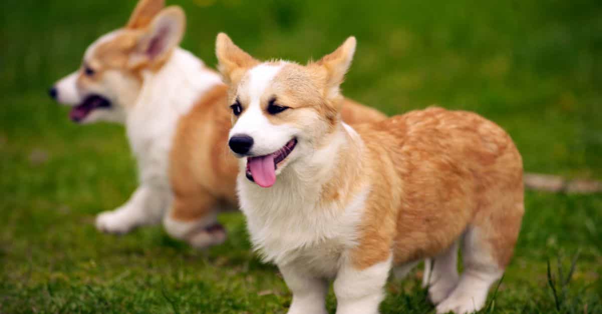 Một số lý do Sieupet.com khuyên bạn không nên mua chó au88 app từ Trung Quốc