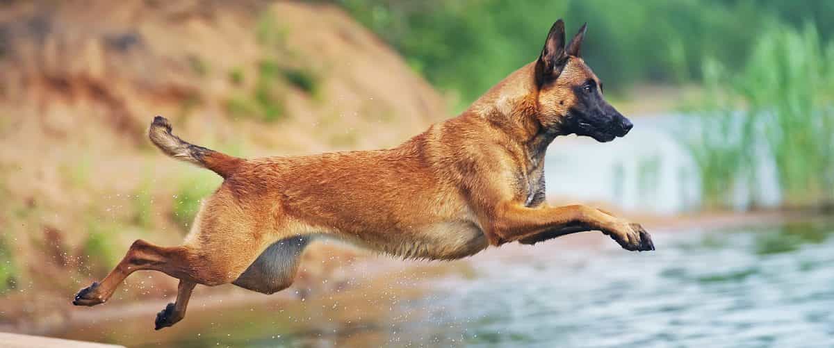 Chó Malinois bảo vệ chủ