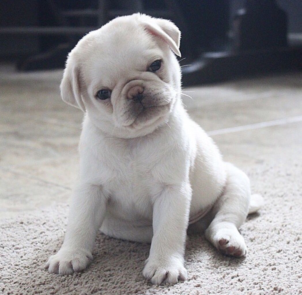 Chó pug màu trắng