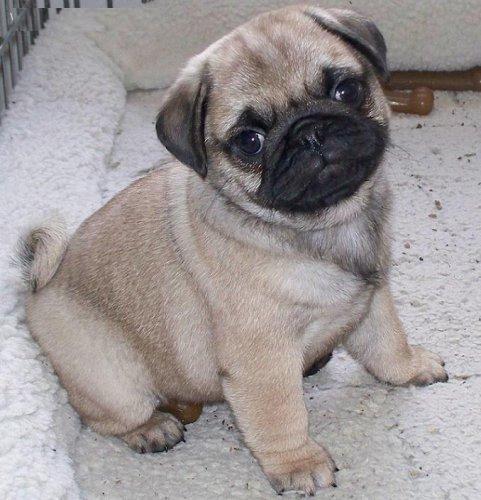 Màu lông của chó pug lúc nhỏ