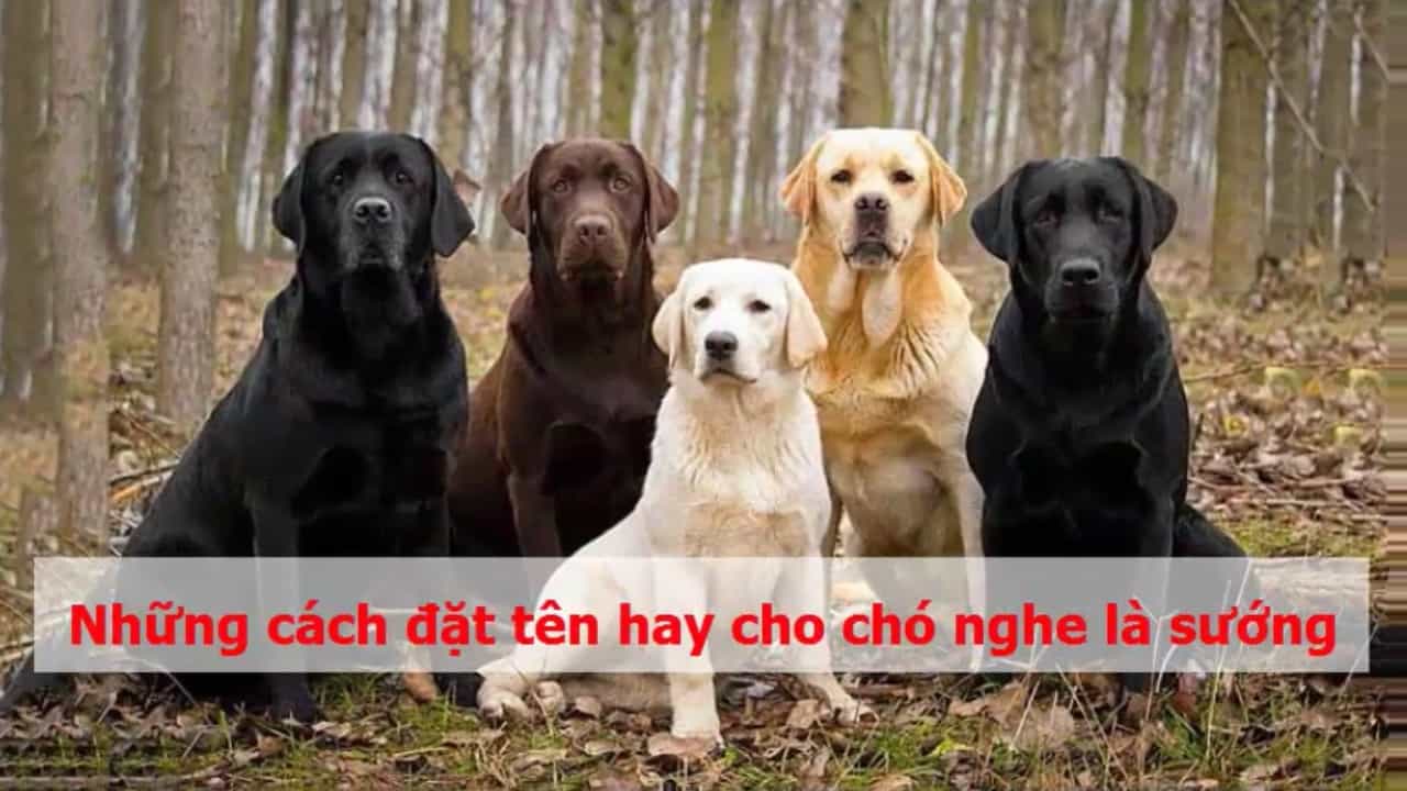 Đặt Tên Cho Chó Với Hơn 600 Cái Tên Dễ Gọi Và Dễ Thương