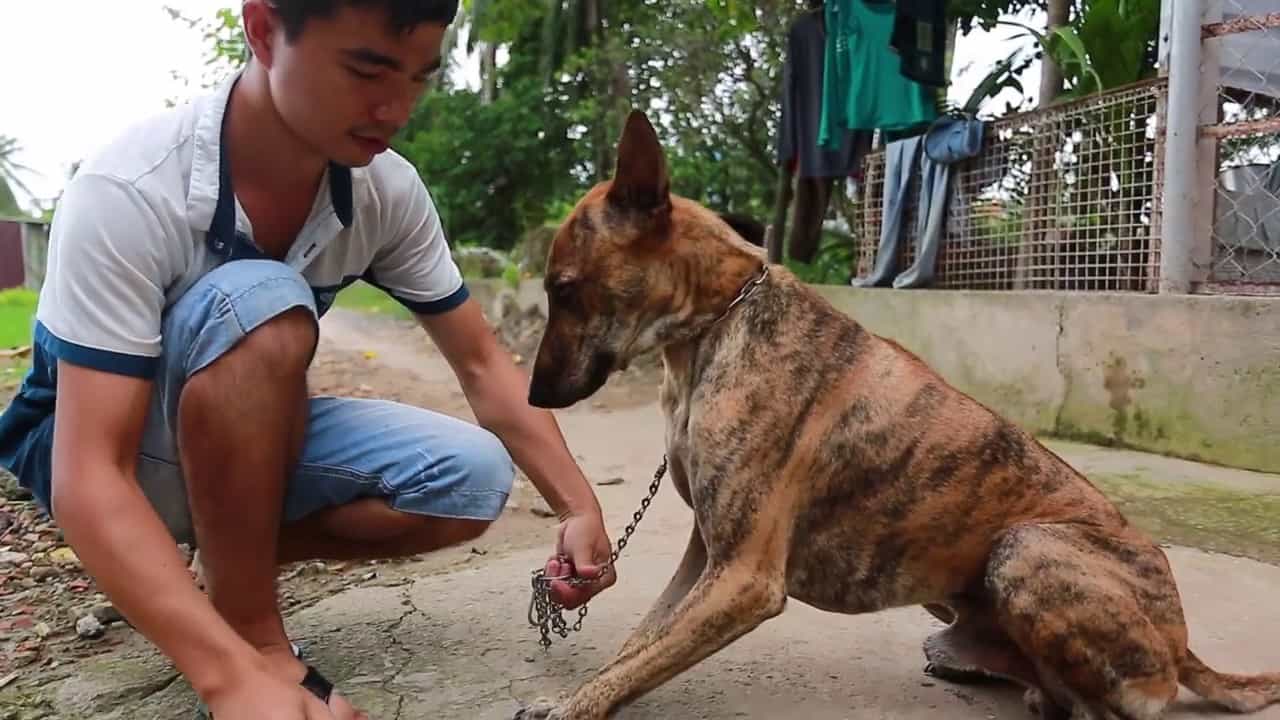 chó vện