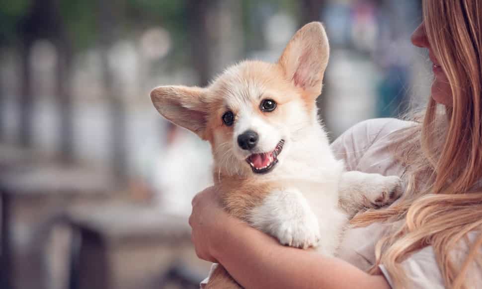 Một số mẹo nhỏ trong huấn luyện chó au88 app
