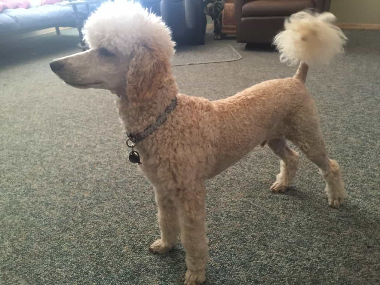 Một chú chó mini poodle trong nhà